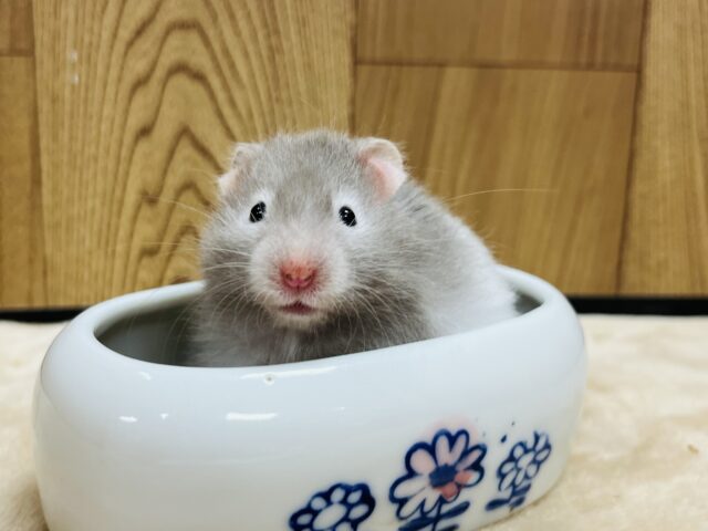 ゴールデンハムスター