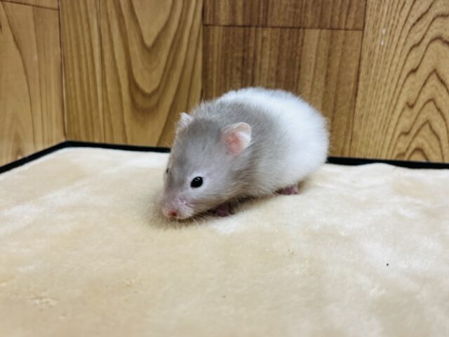 ゴールデンハムスター