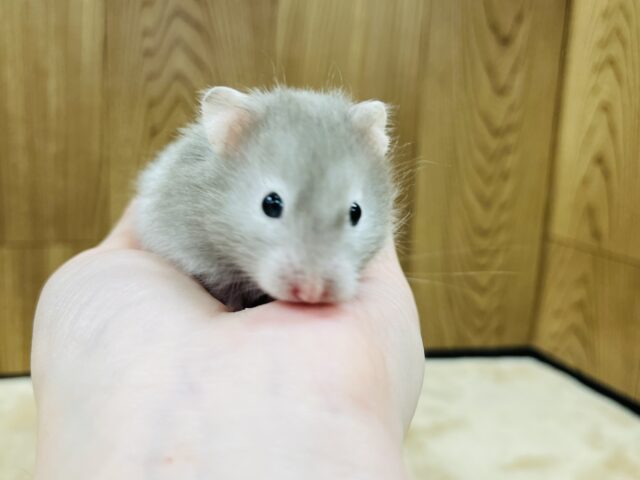 ゴールデンハムスター