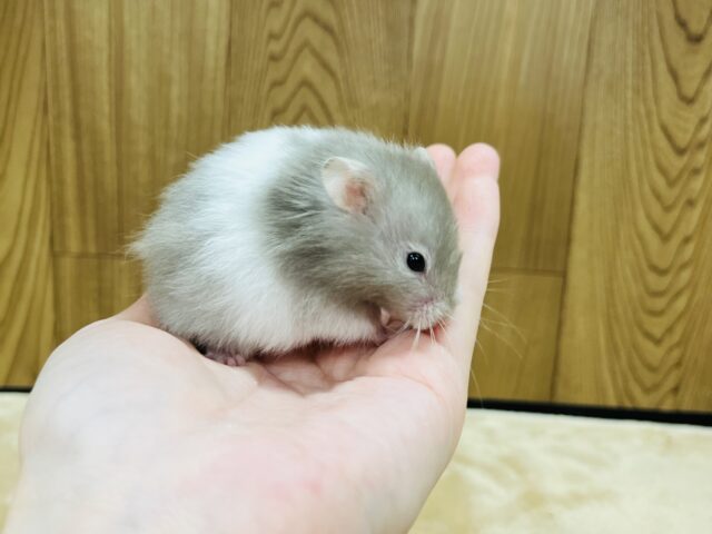 ゴールデンハムスター