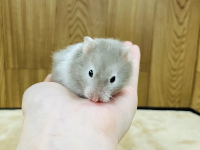 ゴールデンハムスター