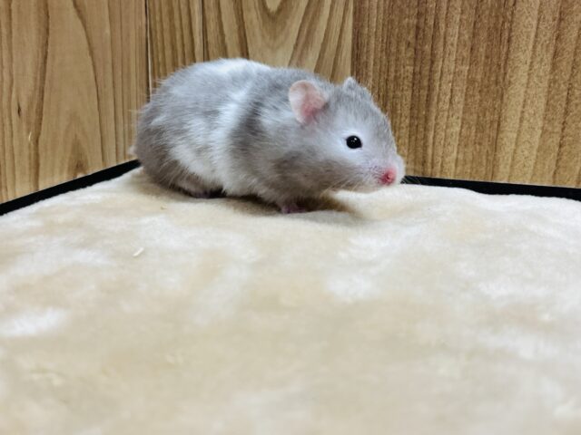 ゴールデンハムスター