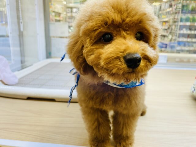 一目惚れ間違いなし!トイプードルくん! トイプードル