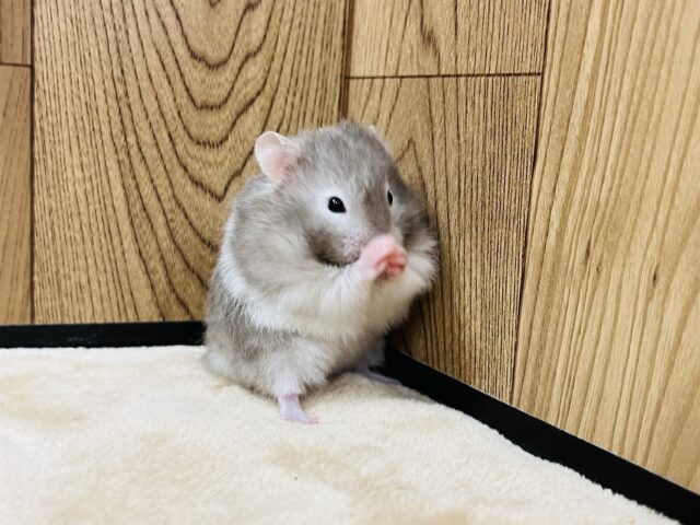 ゴールデンハムスター