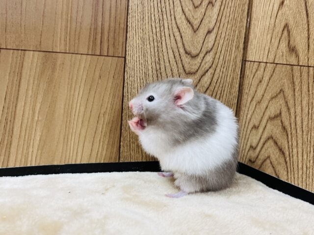 ゴールデンハムスター