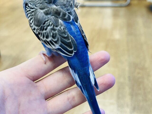 羽衣セキセイインコ