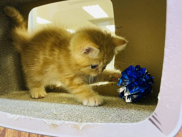 スコティッシュフォールド