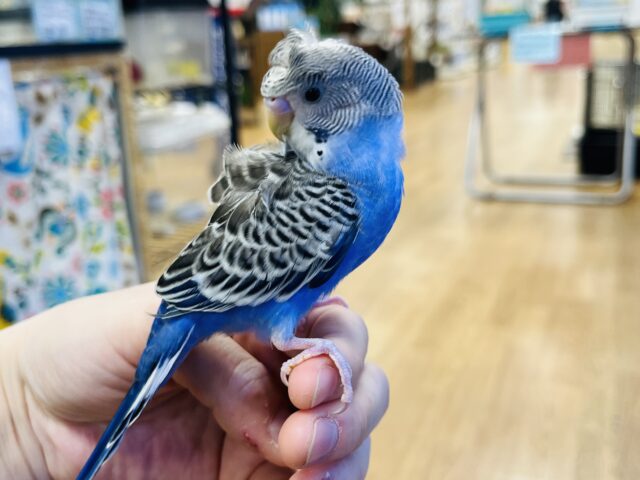 羽衣セキセイインコ