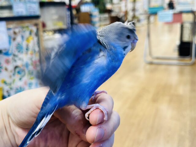 羽衣セキセイインコ