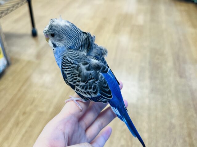 羽衣セキセイインコ