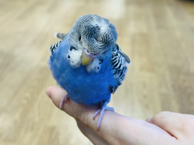 羽衣セキセイインコ