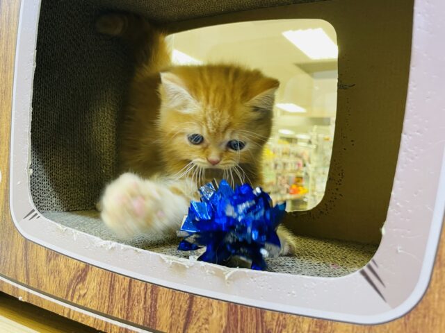 スコティッシュフォールド