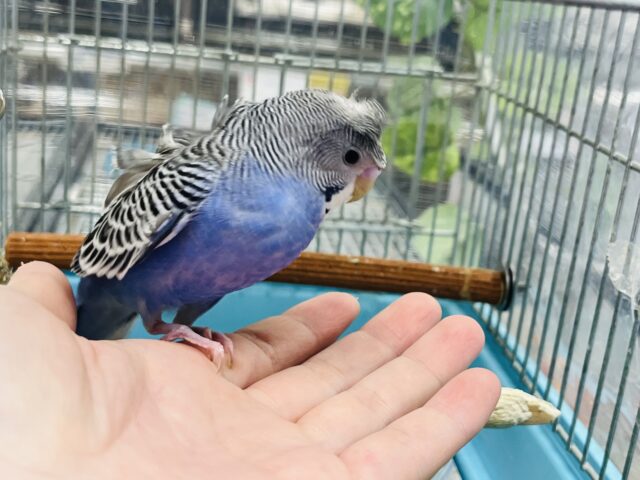 羽衣セキセイインコ