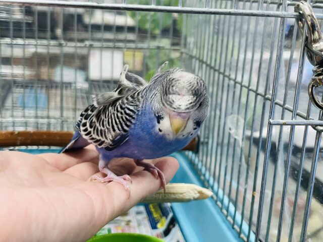 羽衣セキセイインコ