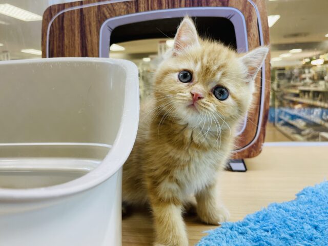 スコティッシュフォールド