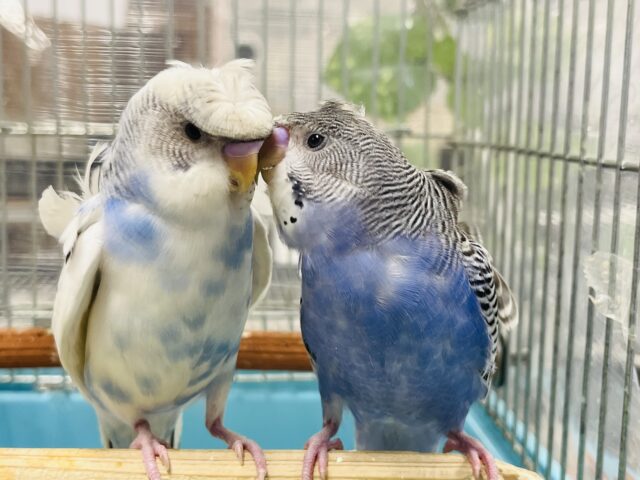 羽衣セキセイインコ