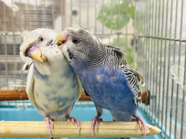 羽衣セキセイインコ