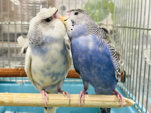 羽衣セキセイインコ