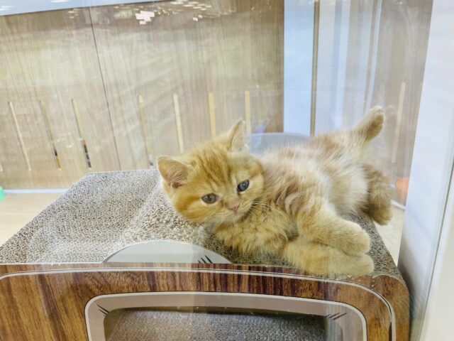 スコティッシュフォールド