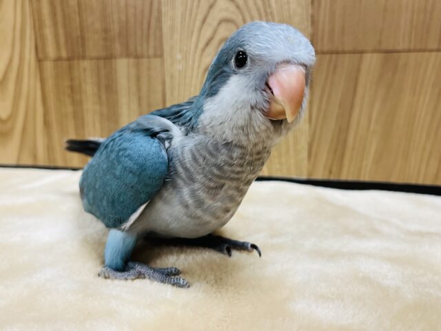 オキナインコ