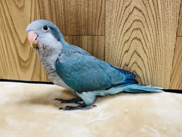 オキナインコ