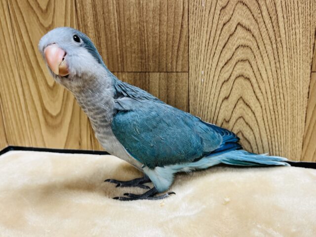 オキナインコ