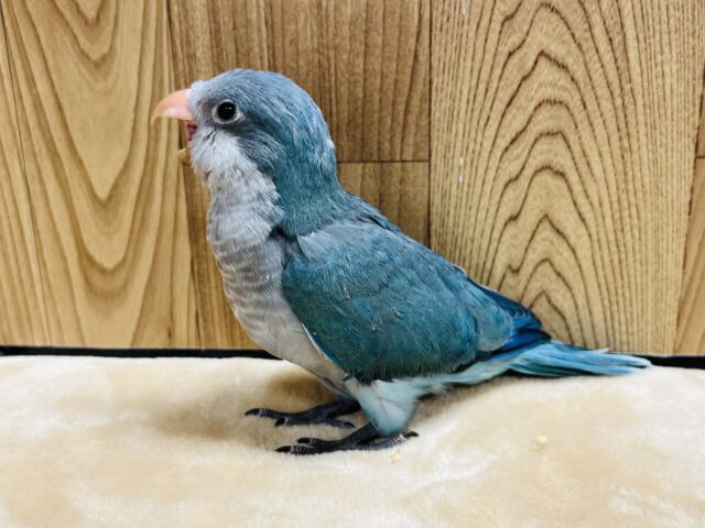 オキナインコ