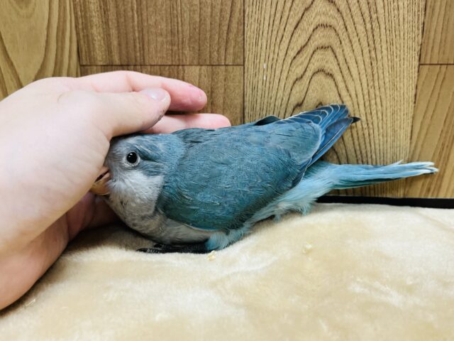 オキナインコ