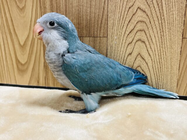 オキナインコ