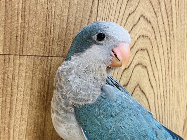 オキナインコ