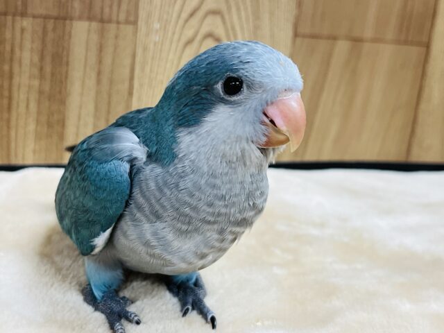 オキナインコ