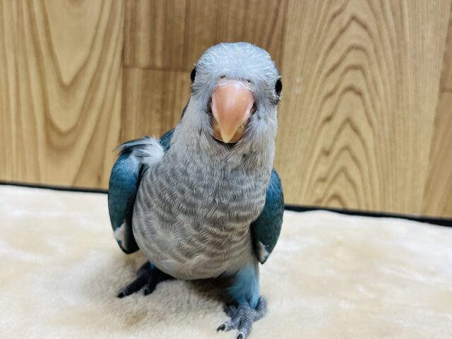 オキナインコ
