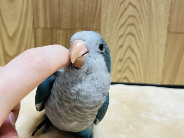 オキナインコ