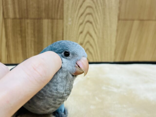 オキナインコ