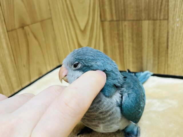オキナインコ