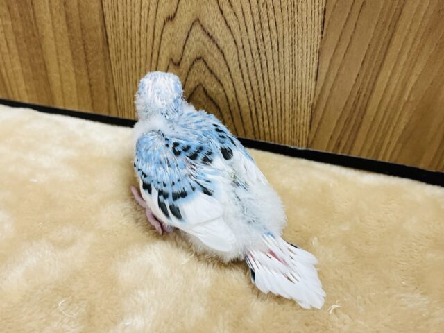 カメラ目線なら任せてね☆セキセイインコ(パイド) ヒナ セキセイインコ