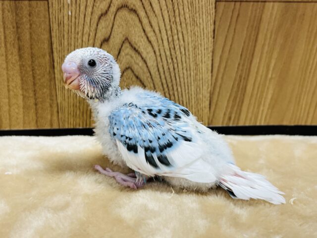 カメラ目線なら任せてね☆セキセイインコ(パイド) ヒナ セキセイインコ