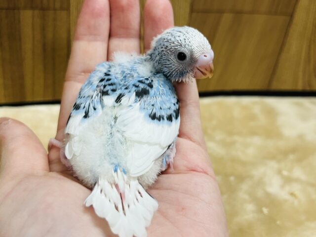カメラ目線なら任せてね☆セキセイインコ(パイド) ヒナ セキセイインコ