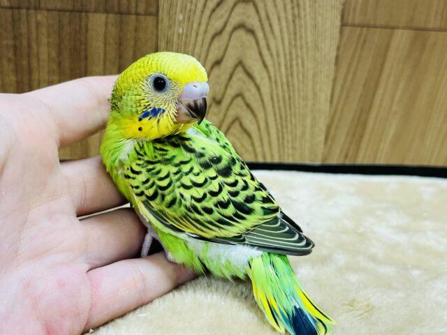 セキセイインコ