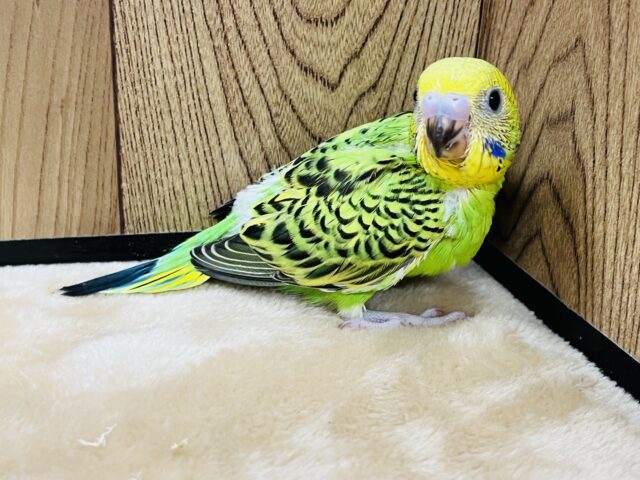 セキセイインコ