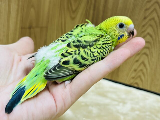 セキセイインコ