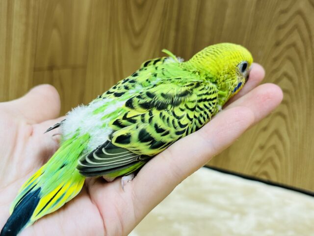 セキセイインコ