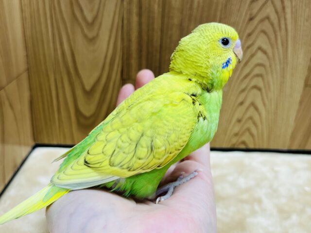 セキセイインコ