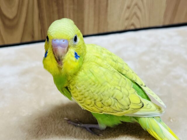 セキセイインコ