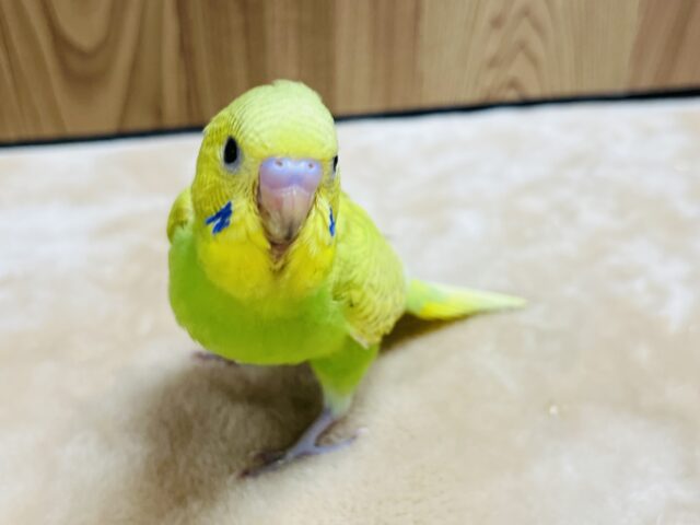 セキセイインコ