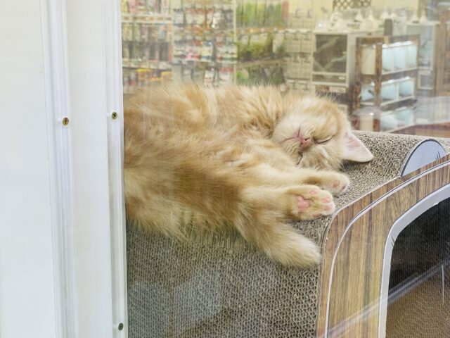 スコティッシュフォールド