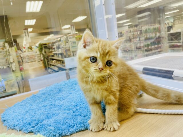 スコティッシュフォールド