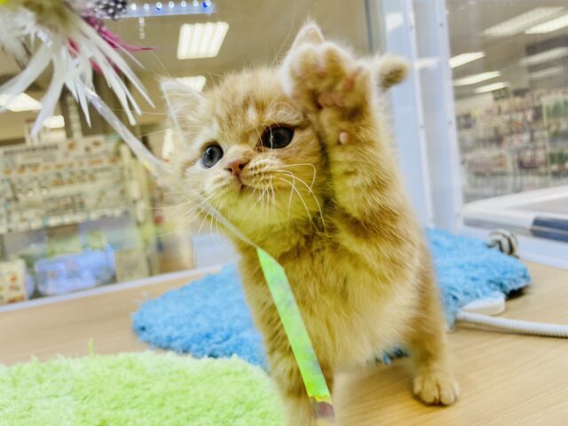 スコティッシュフォールド