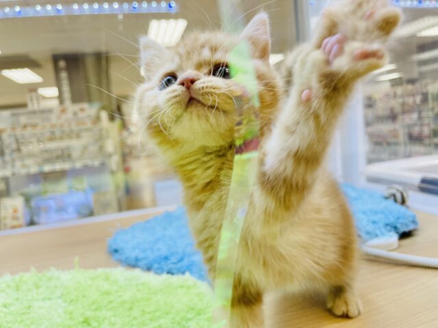 スコティッシュフォールド