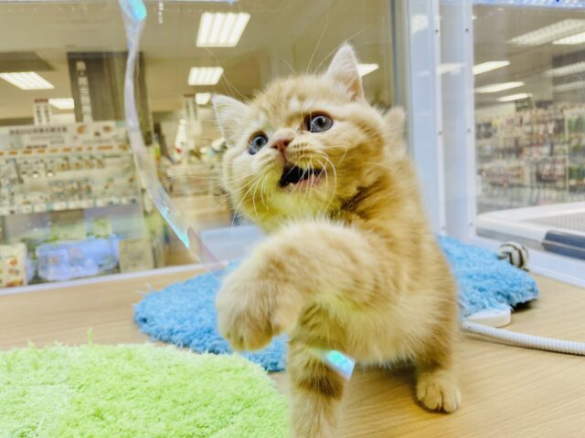 スコティッシュフォールド